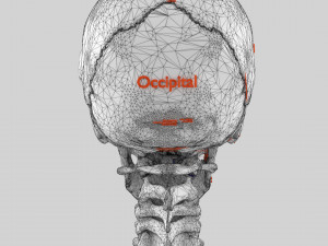 Skeleton human detail label parts Modelo 3D
