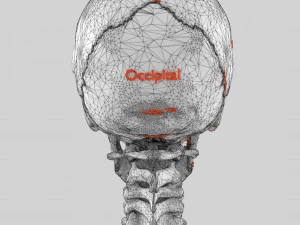 Skeleton human detail label parts 3D Model