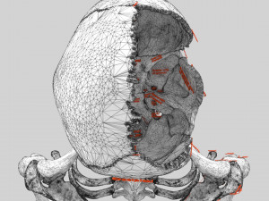 Skeleton human detail label parts Modelo 3D