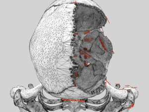 Skeleton human detail label parts 3D Model