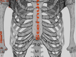 Skeleton human detail label parts Modelo 3D