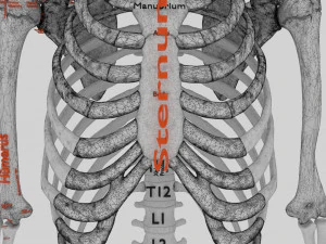 Skeleton human detail label parts 3D Model