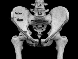 Skeleton human detail label parts Modelo 3D