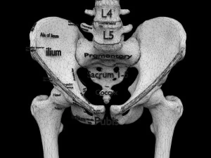 Skeleton human detail label parts 3D Model