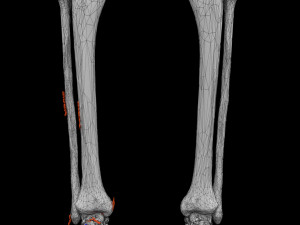 Skeleton human detail label parts Modelo 3D