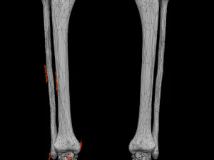 Skeleton human detail label parts 3D Model