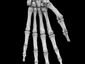 Skeleton human detail label parts 3D Model