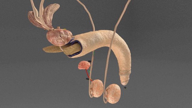 Seminal fluid according to cause of azoospermia 3D 模型 .c4d .max .obj .3ds .fbx .stl .blend 