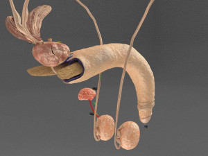 Seminal fluid according to cause of azoospermia Modello 3D