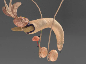 Семенная жидкость в зависимости от причины азооспермии 3D Модель