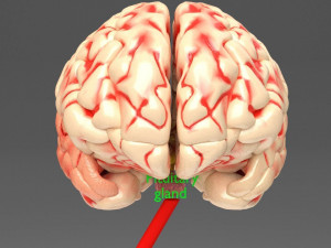 Seminal fluid according to cause of azoospermia 3D 模型