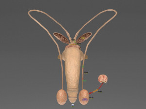 Seminal fluid according to cause of azoospermia 3D 模型