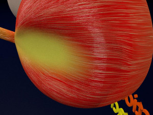 Retinal detachment types eye Modelo 3D