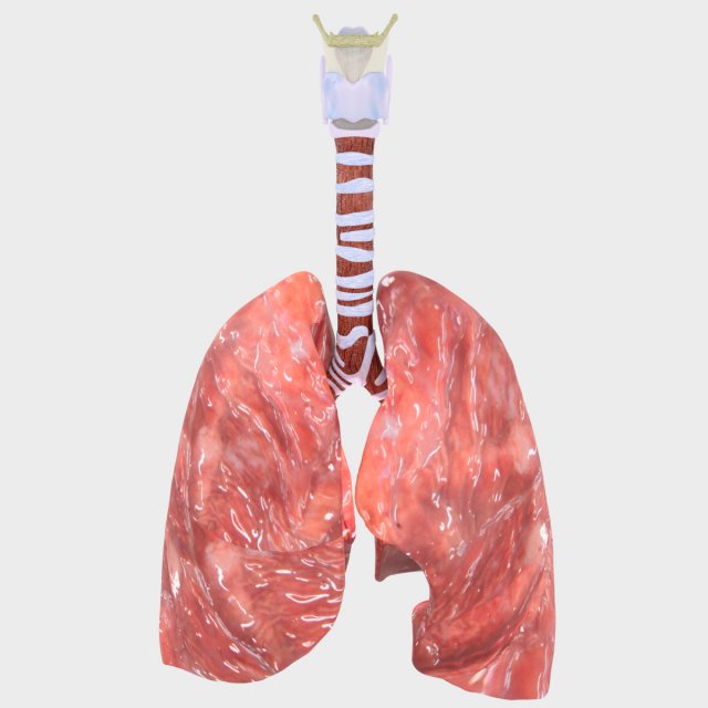 Respiratory tract lung trachea 3D मॉडल .c4d .max .obj .3ds .fbx .stl .blend 