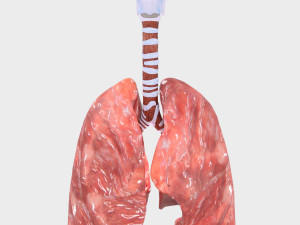 Respiratory tract lung trachea 3Dモデル