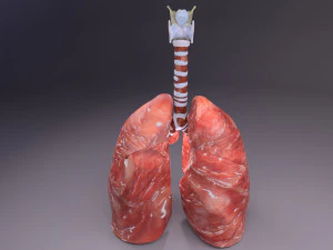 Respiratory tract lung trachea 3D Model