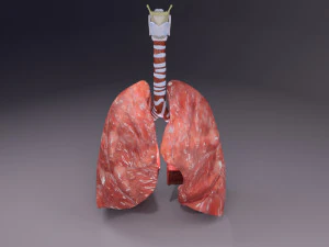 Respiratory tract lung trachea 3D Model