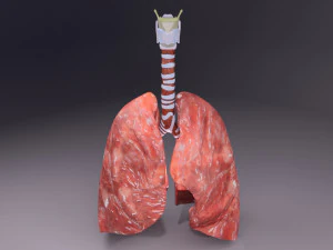 Respiratory tract lung trachea 3D Model