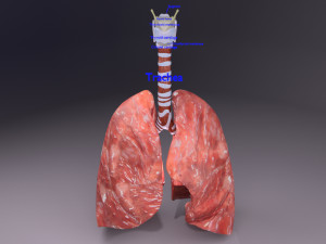 Respiratory tract lung trachea 3D मॉडल