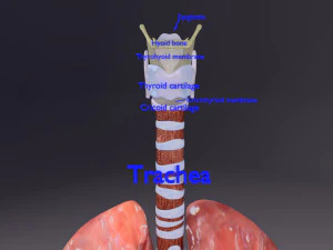 Respiratory tract lung trachea 3D Model