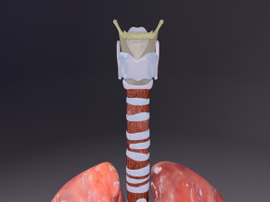 Respiratory tract lung trachea 3D मॉडल