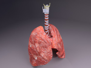 Respiratory tract lung trachea 3D मॉडल