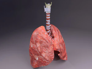 Respiratory tract lung trachea 3D Model
