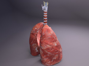 Respiratory tract lung trachea 3D मॉडल