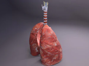 Respiratory tract lung trachea 3D Model