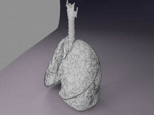 Respiratory tract lung trachea 3D मॉडल