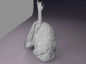 Respiratory tract lung trachea 3D Model