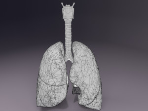 Respiratory tract lung trachea 3D मॉडल