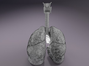 Respiratory tract lung trachea 3D मॉडल