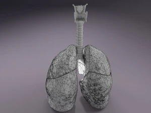 Respiratory tract lung trachea 3D Model