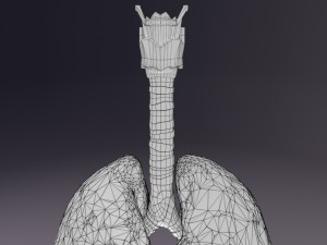 Respiratory tract lung trachea 3D मॉडल