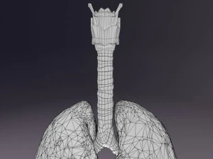 Respiratory tract lung trachea 3D Model