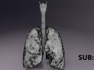 Respiratory tract lung trachea 3D मॉडल