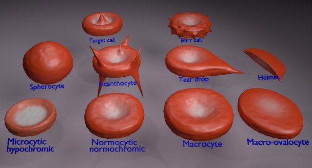 RBC types 3D Модель .c4d .max .obj .3ds .fbx .stl .blend 