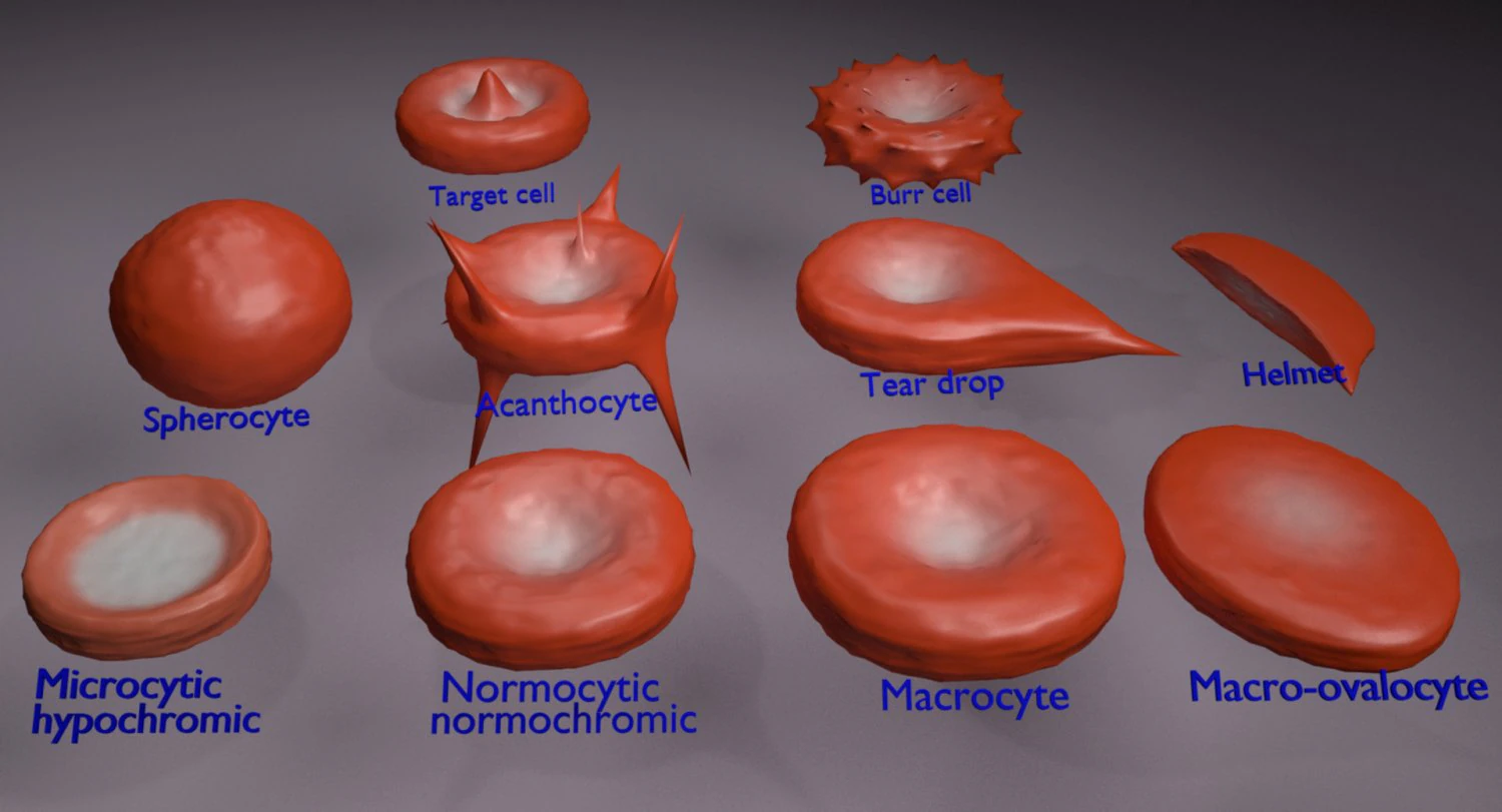 RBC types 3D Model .c4d .max .obj .3ds .fbx .stl .blend 