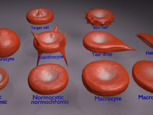 RBC types 3D Model