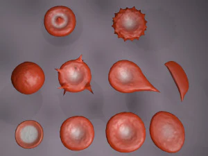 RBC types 3D Model