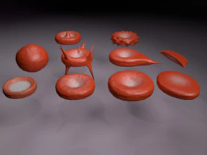 RBC types 3D Model