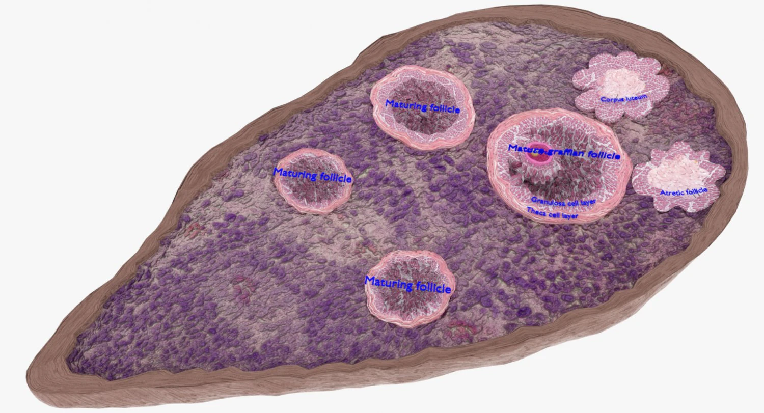 Ovary cross section 3D 3D Model .c4d .max .obj .3ds .fbx .stl .blend 