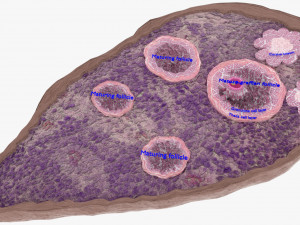 Ovary cross section 3D 3D Model