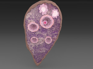 Ovary cross section 3D 3D मॉडल