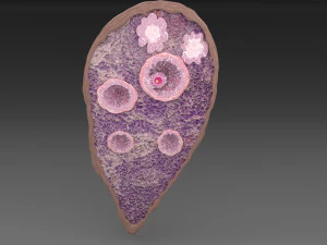 Ovary cross section 3D 3D Model