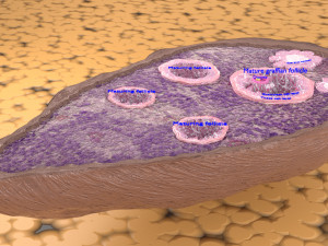 Ovary cross section 3D 3D मॉडल
