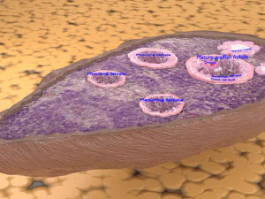 Ovary cross section 3D 3D Model