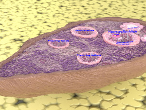Ovary cross section 3D 3D मॉडल