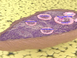 Ovary cross section 3D 3D Model